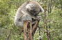 Koala at Healesville Sanctuary