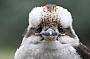 kookaburra in the yarra valley