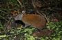 Musky Rat-kangaroo