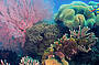 OSPREY V Reef Cruise & Glass Bottom Boat Tour
