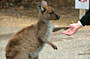 4 DAY KANGAROO ISLAND