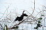 and a Darter dries its wings