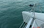 Dolphins on the bow