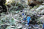 Hiking Half Day: Blue Mountains Grand Canyon