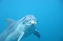 Dolphin and Seal Sightsee Full Day Tour (with transfers)