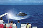 July whale season