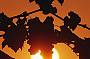 Enjoy the beautiful sunset