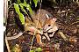 A pademelon, a common wallaby of the rainforest