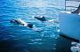 Playfull dolphins