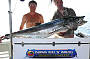 Spanish Mackerel