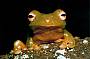 Ib. Evening Glow Worm Tour & Natural Arch with DINNER