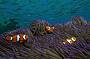 Nemo & Friends