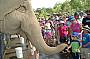 Try Elephant Feeding