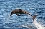 Dolphin Swim - Starts Sept 2011