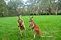 Mount Lofty Descents by Mountain Bike