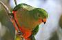 parrot