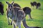 1 Day Penguins, Koalas and Kangaroos K10