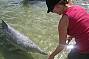 Dolphin Feeding at Tin Can Bay
