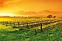 Barossa Valley