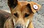 Fraser Island Dingo
