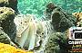 Cairns Digital - four days underwater camera rental - FREE memory upgrade