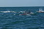 Paddling along with dolphins