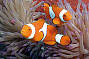 Great Barrier Reef Adventures