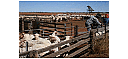 Glencoe Station Sheep Shearing