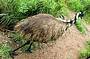 Emu's