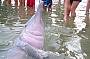 A playful Dolphin