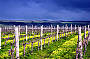 McLaren Vale