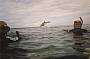 Dolphin and Seal Sightsee Full Day Tour (with transfers)