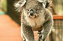 The Koala Conservation Centre