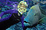 Meet Marvin the Maori Wrasse