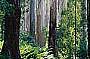 DANDENONG RANGES WITH YARRA VALLEY COMBINED
