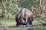 An Emu Dad settles down on his huge eggs