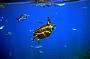 SPECIAL 2 Day 1 Night Certified 4 Dive Package - Shared Cabin