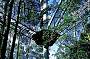 ZipLining Otway and 12 Apostles Adventure