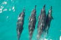 Dolphins off the Bow