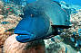 Great Barrier Reef Adventures