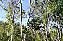 Eucalypt Bushland