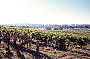 Ultimate McLaren Vale