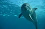 Snorkel with wild Dolphins