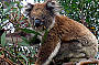 Look for koalas in the wild! 