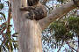 Sleepy Koala