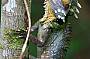 Boyd's Rainforest Dragon
