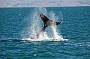 Rottnest Twilight Cruise