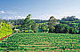1 Day Mt Tamborine Rainforest / Australiana / Winery Tour 