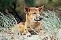 1 Day Tour Fraser Island Exclusive (Daily from Brisbane, Gold Coast or Noosa)