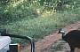 Wilderness Eco Safaris (Depart from Cairns)
